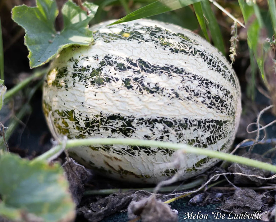Melon De Luneville